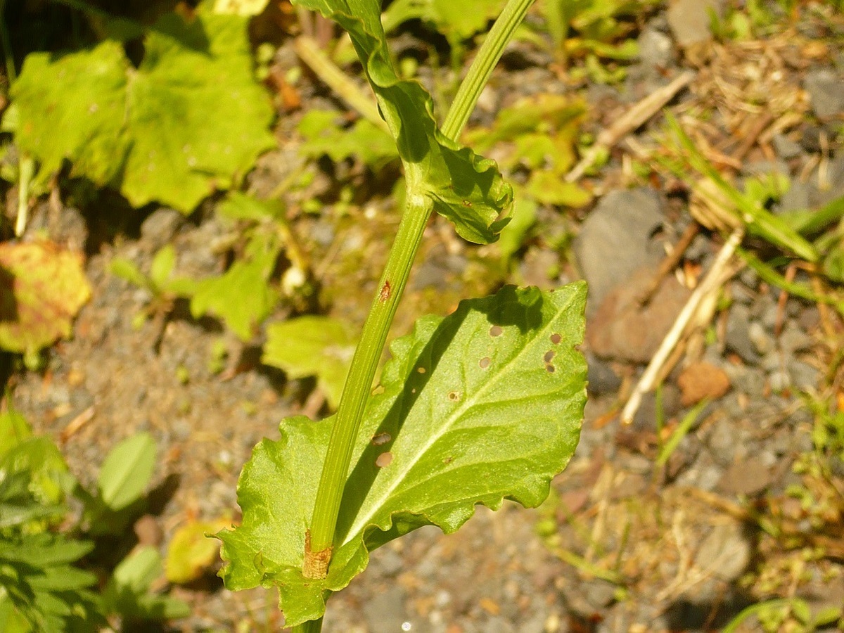 Rumex arifolius (Polygonaceae)
